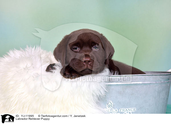 Labrador Retriever Welpe / Labrador Retriever Puppy / YJ-11995