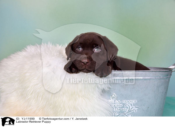 Labrador Retriever Welpe / Labrador Retriever Puppy / YJ-11999