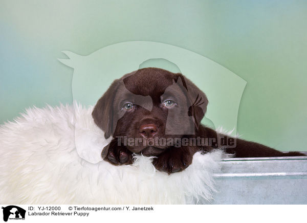 Labrador Retriever Welpe / Labrador Retriever Puppy / YJ-12000