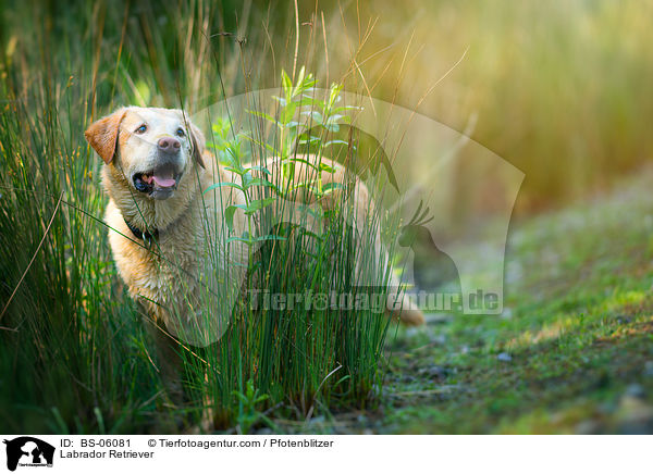 Labrador Retriever / Labrador Retriever / BS-06081