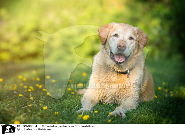 liegender Labrador Retriever / lying Labrador Retriever / BS-06084