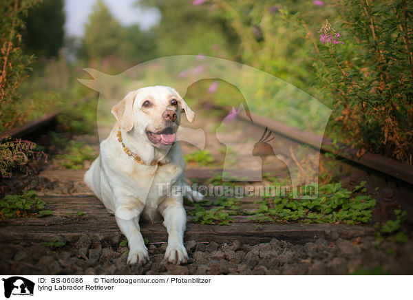 liegender Labrador Retriever / lying Labrador Retriever / BS-06086
