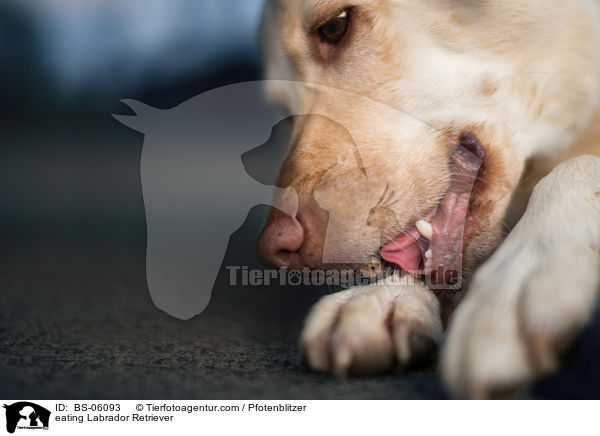 fressender Labrador Retriever / eating Labrador Retriever / BS-06093