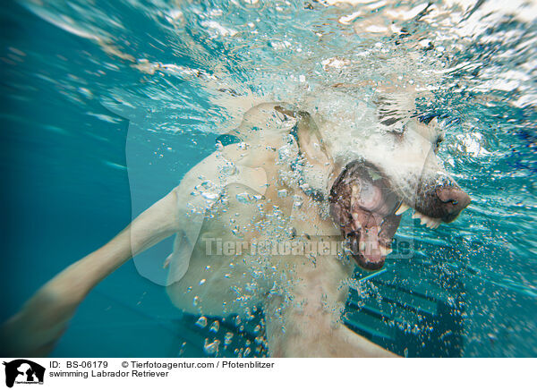 schwimmender Labrador Retriever / swimming Labrador Retriever / BS-06179