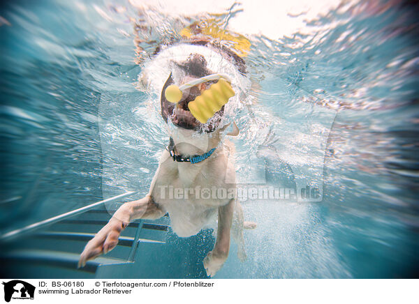 swimming Labrador Retriever / BS-06180