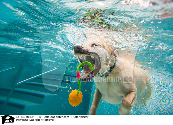 schwimmender Labrador Retriever / swimming Labrador Retriever / BS-06181