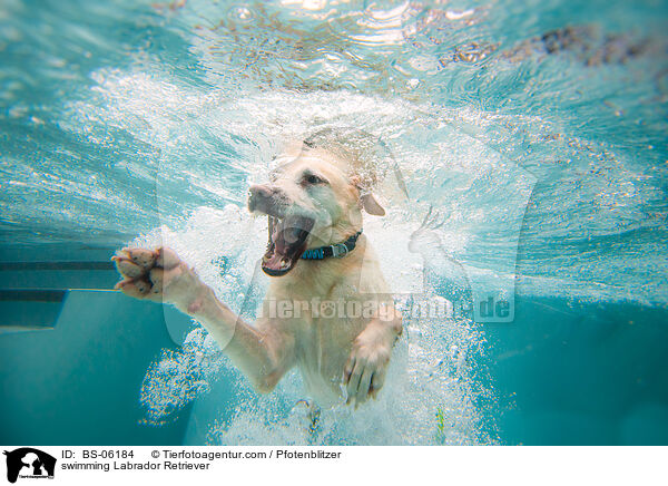 swimming Labrador Retriever / BS-06184