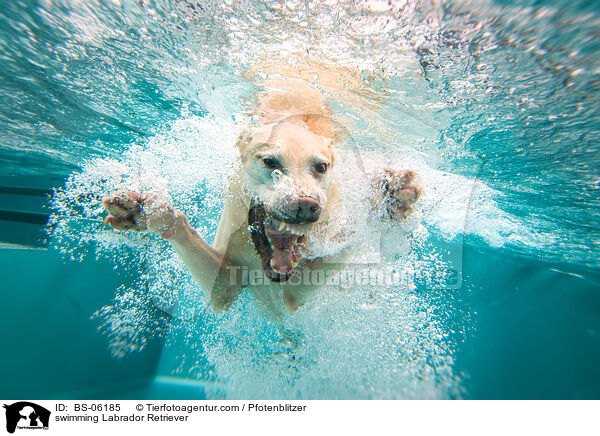 schwimmender Labrador Retriever / swimming Labrador Retriever / BS-06185