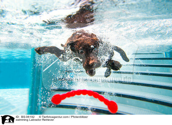 schwimmender Labrador Retriever / swimming Labrador Retriever / BS-06192