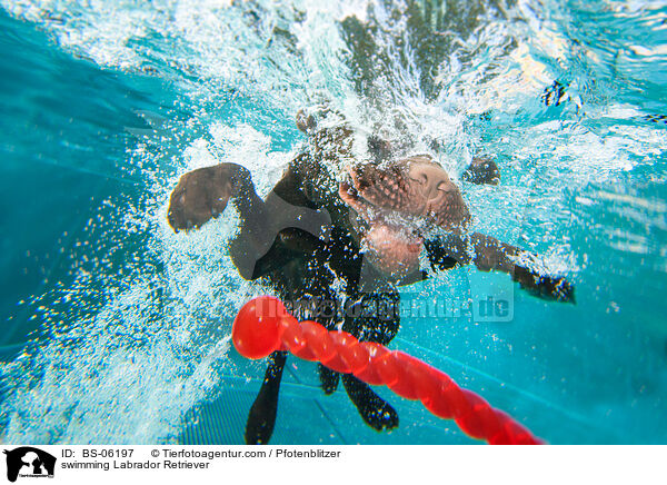 schwimmender Labrador Retriever / swimming Labrador Retriever / BS-06197