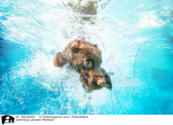 swimming Labrador Retriever / BS-06200
