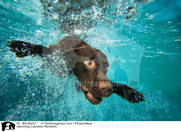 schwimmender Labrador Retriever / swimming Labrador Retriever / BS-06201