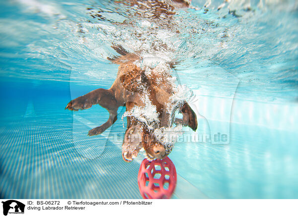 tauchender Labrador Retriever / diving Labrador Retriever / BS-06272