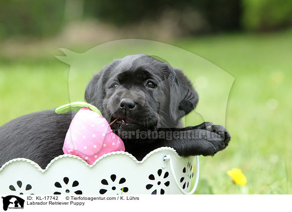 Labrador Retriever Welpe / Labrador Retriever Puppy / KL-17742