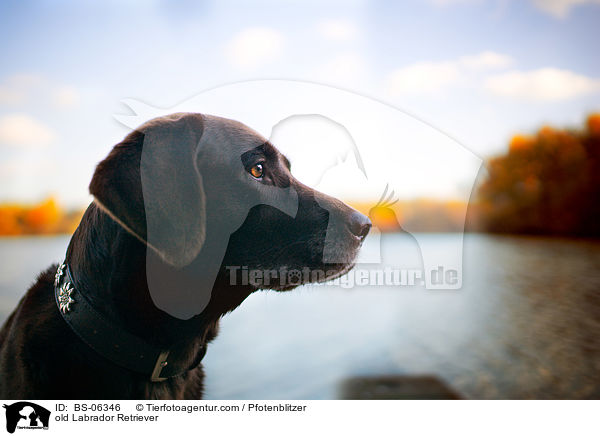 alter Labrador Retriever / old Labrador Retriever / BS-06346