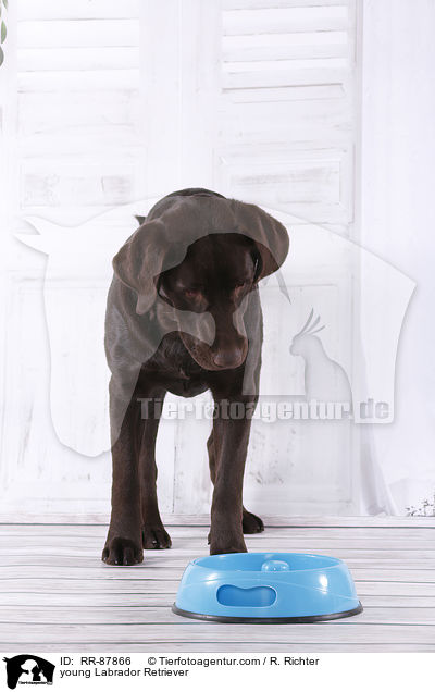 junger Labrador Retriever / young Labrador Retriever / RR-87866