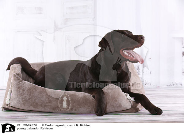 junger Labrador Retriever / young Labrador Retriever / RR-87876