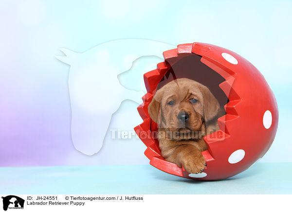 Labrador Retriever Puppy / JH-24551