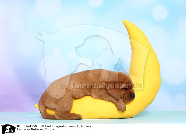 Labrador Retriever Welpe / Labrador Retriever Puppy / JH-24558