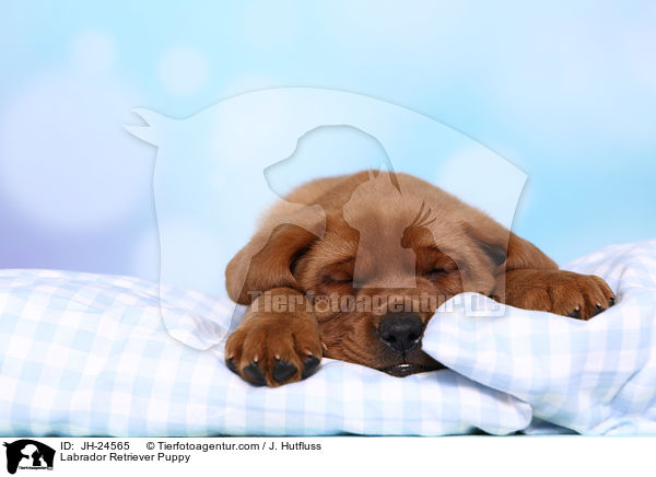 Labrador Retriever Welpe / Labrador Retriever Puppy / JH-24565