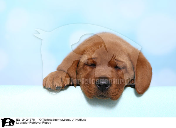 Labrador Retriever Welpe / Labrador Retriever Puppy / JH-24578