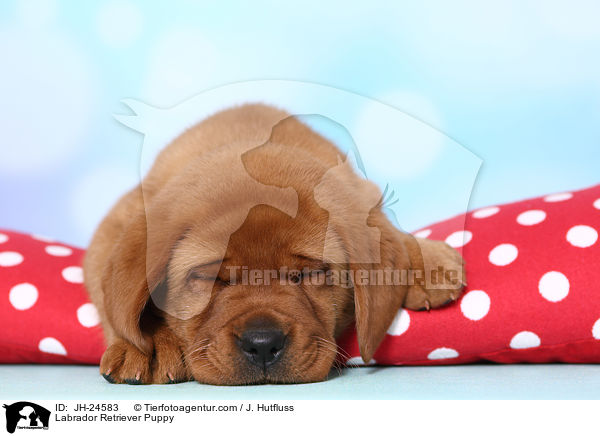 Labrador Retriever Welpe / Labrador Retriever Puppy / JH-24583