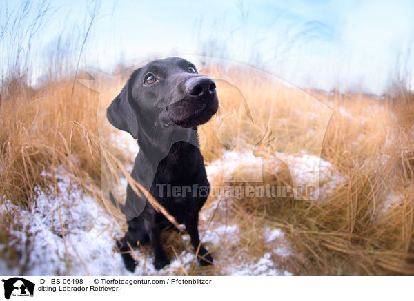 sitzender Labrador Retriever / sitting Labrador Retriever / BS-06498