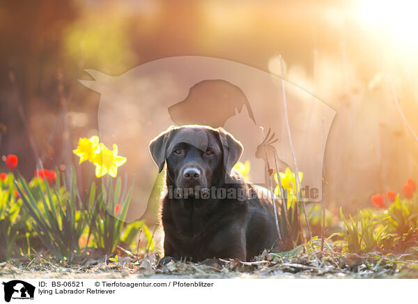 liegender Labrador Retriever / lying Labrador Retriever / BS-06521