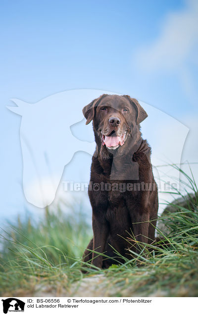 alter Labrador Retriever / old Labrador Retriever / BS-06556