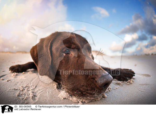 alter Labrador Retriever / old Labrador Retriever / BS-06565