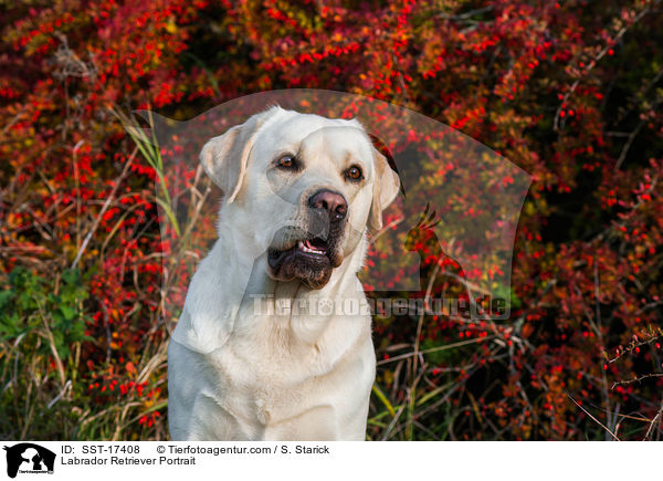 Labrador Retriever Portrait / Labrador Retriever Portrait / SST-17408