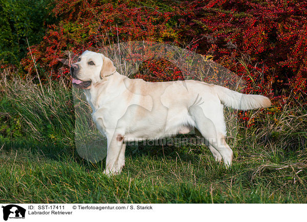 Labrador Retriever / Labrador Retriever / SST-17411