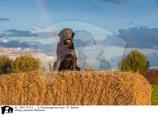 sitting Labrador Retriever / SST-17412