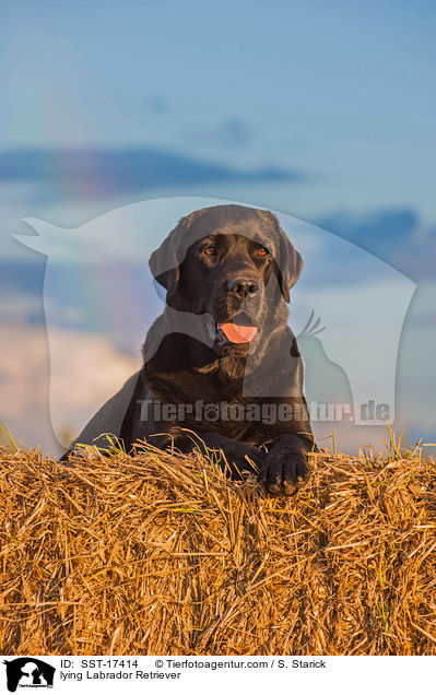 liegender Labrador Retriever / lying Labrador Retriever / SST-17414