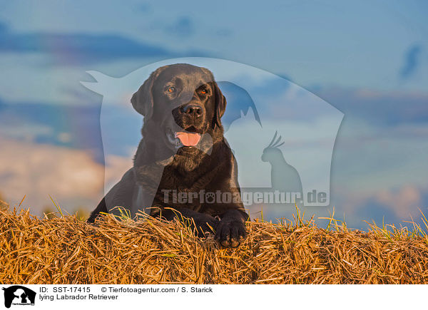 lying Labrador Retriever / SST-17415