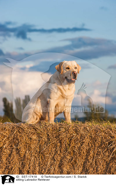 sitzender Labrador Retriever / sitting Labrador Retriever / SST-17418