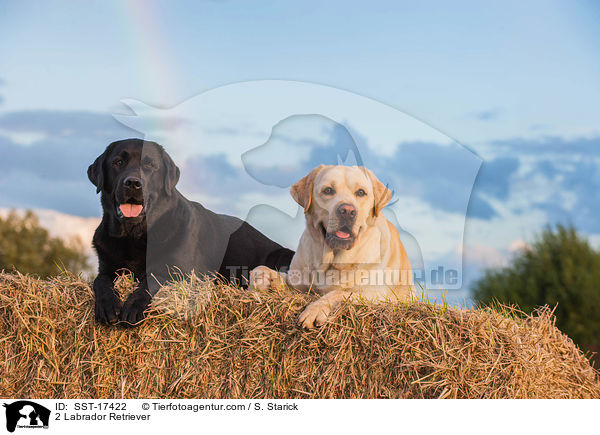 2 Labrador Retriever / 2 Labrador Retriever / SST-17422