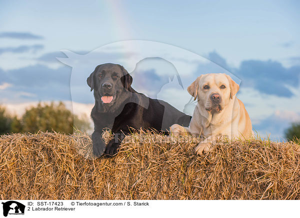 2 Labrador Retriever / 2 Labrador Retriever / SST-17423