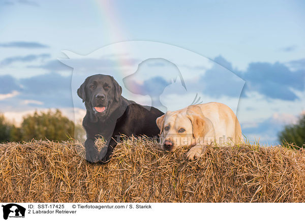 2 Labrador Retriever / 2 Labrador Retriever / SST-17425