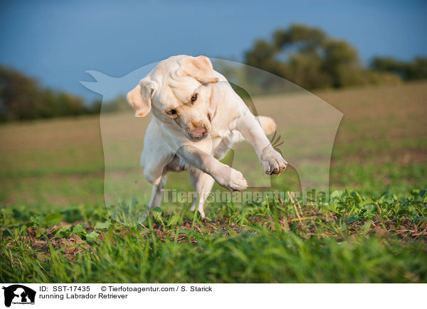 rennender Labrador Retriever / running Labrador Retriever / SST-17435