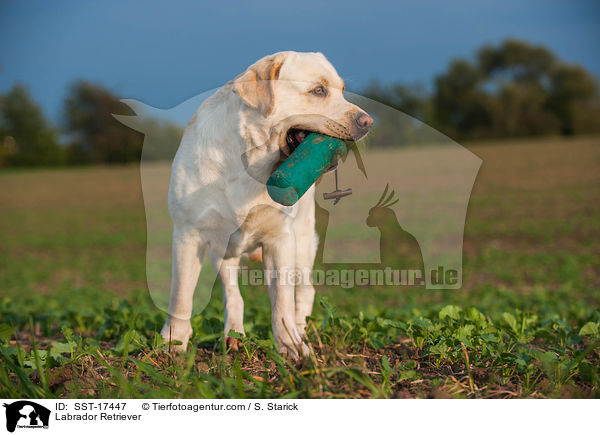 Labrador Retriever / Labrador Retriever / SST-17447