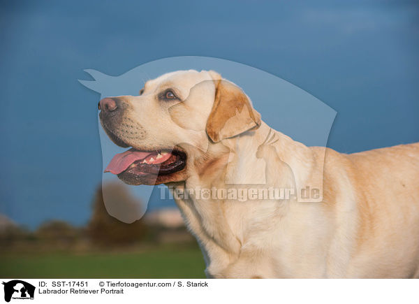 Labrador Retriever Portrait / Labrador Retriever Portrait / SST-17451