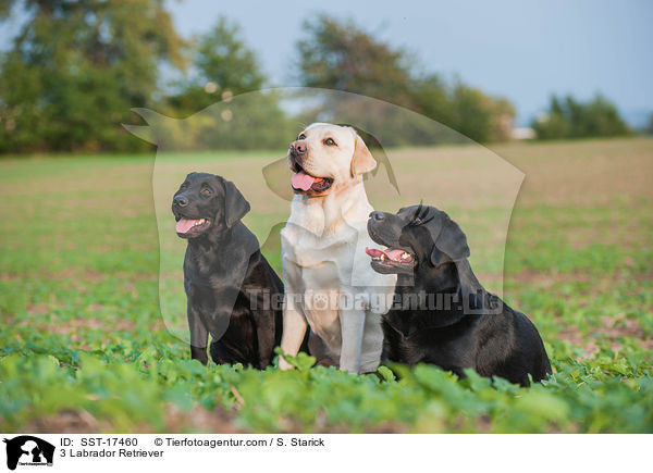 3 Labrador Retriever / 3 Labrador Retriever / SST-17460