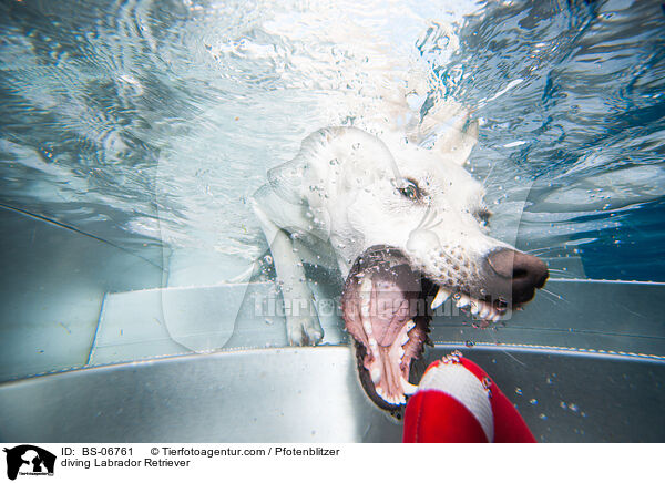 tauchender Labrador Retriever / diving Labrador Retriever / BS-06761