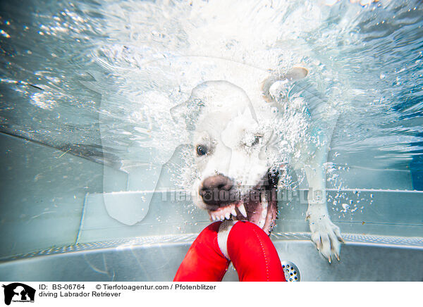 tauchender Labrador Retriever / diving Labrador Retriever / BS-06764