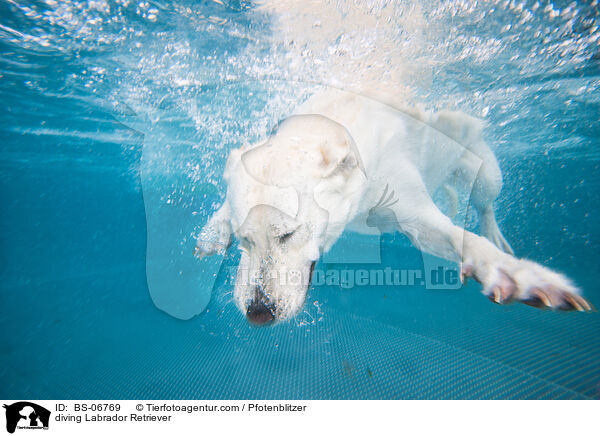 tauchender Labrador Retriever / diving Labrador Retriever / BS-06769