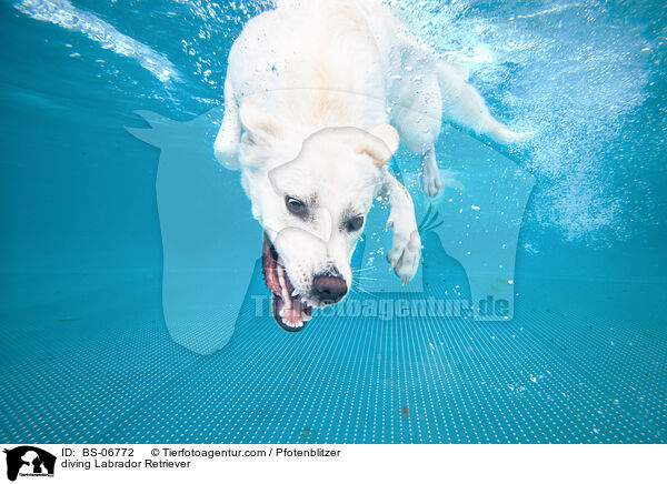 tauchender Labrador Retriever / diving Labrador Retriever / BS-06772