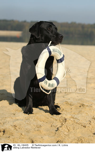 sitzender Labrador Retriever / sitting Labrador Retriever / KL-18405