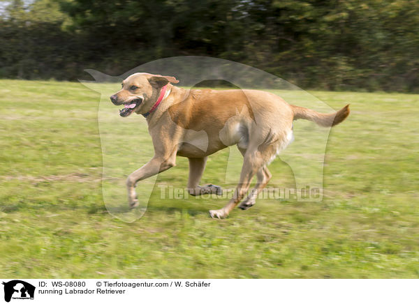 rennender Labrador Retriever / running Labrador Retriever / WS-08080