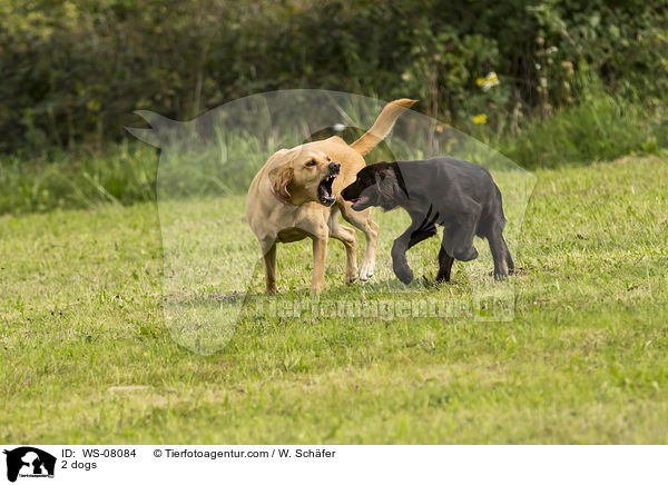 2 Hunde / 2 dogs / WS-08084